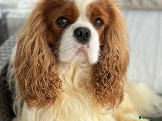 Cavalier King Charles Spaniel dogs KC CAVALIER KING CHARLES FOR STUD in Oldham - Advert 21