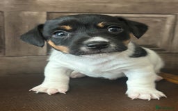 Jack Russell dogs for sale: Beautiful short legged Jack Russell babies  - Image 3