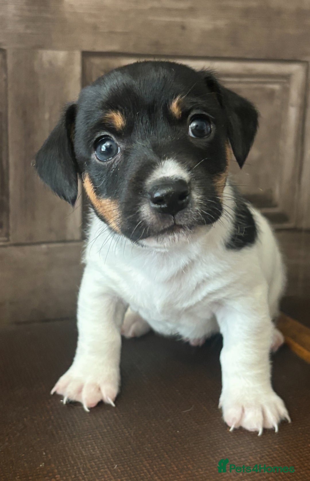 Jack Russell dogs for sale: Beautiful short legged Jack Russell babies  - Image 3