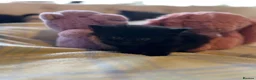 Mixed Breed cats for sale: Beautiful kittens with fantastic temperaments🐱 - Advert 8