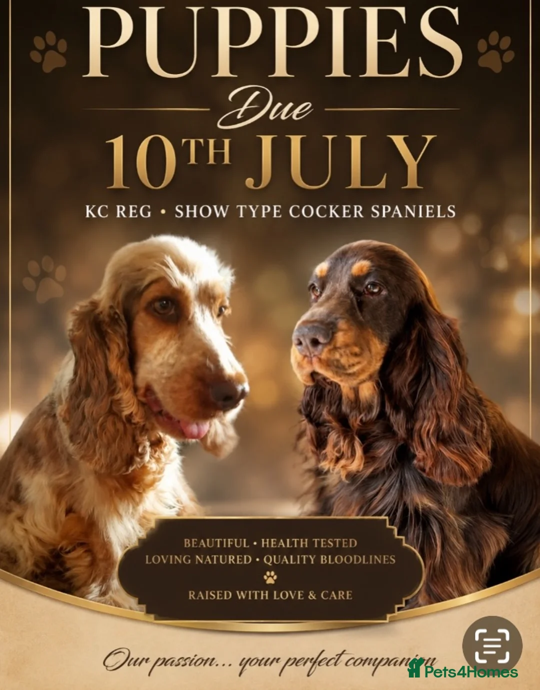 Cocker Spaniel dogs for sale: KC Show Type Cocker Spaniels - Advert 1