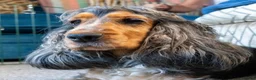 Cocker Spaniel dogs for sale: Cocker Spaniel puppies - ready 9/9/26 - Advert 5
