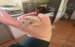 Hamster rodents for sale: Tame Pedigree HAMSTER SALE - ethically bred - Image 13