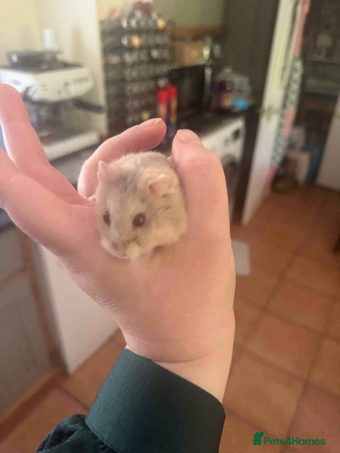 Hamster rodents for sale: Tame Pedigree HAMSTER SALE - ethically bred - Image 13