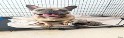 French Bulldog dogs for sale: 6 year old female for sale  - Advert 6