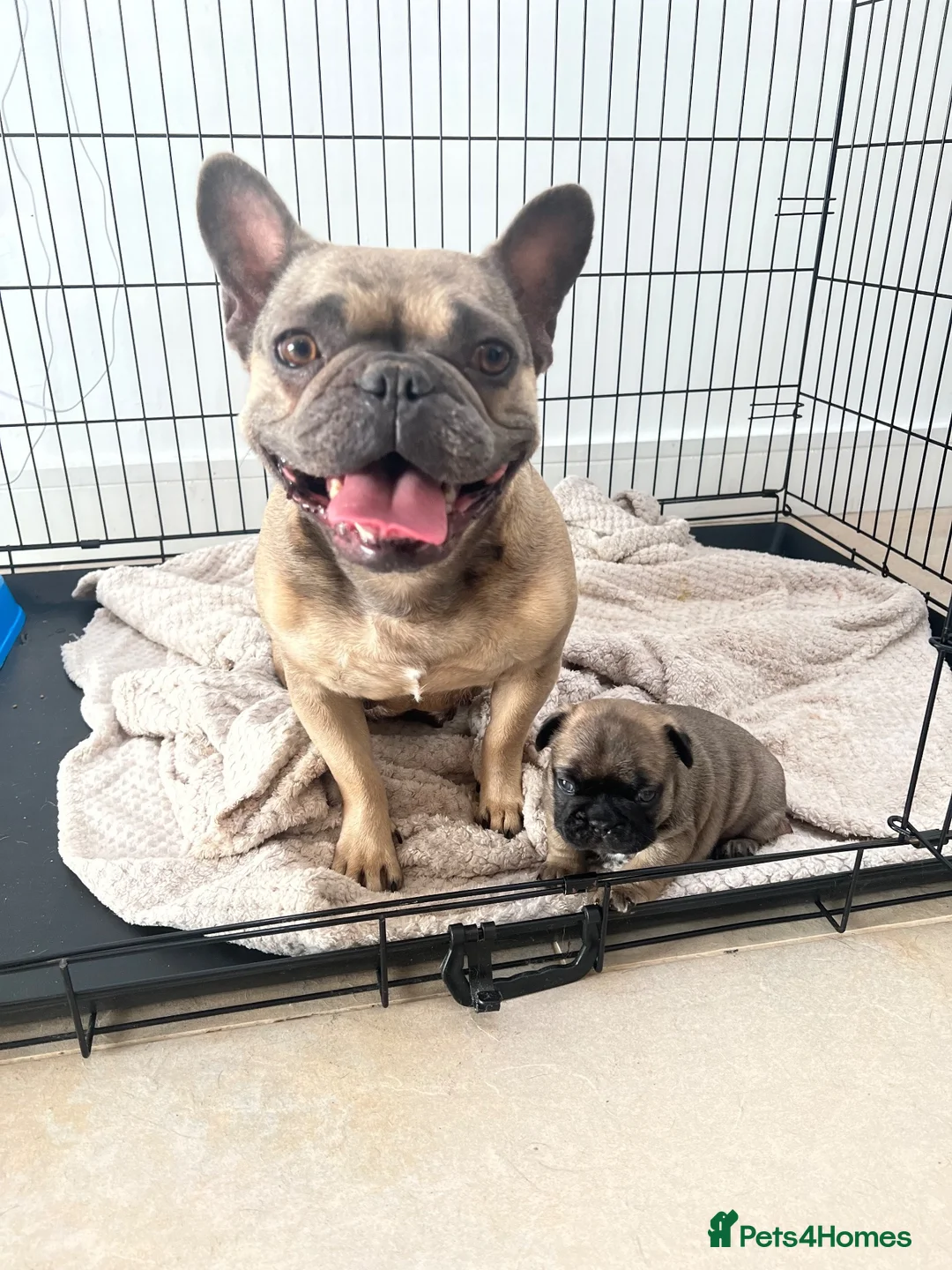 French Bulldog dogs for sale: 6 year old female for sale  - Advert 6