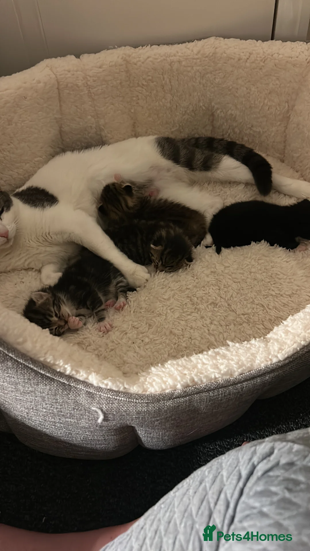 Domestic Shorthair cats for sale: Tuxedo male kitten 🐈‍⬛  - Advert 17