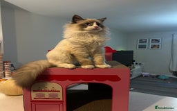 Ragdoll cats for sale: Ragdoll x Turkish Angora X Neva Masquerade Boy Cat - Advert 3
