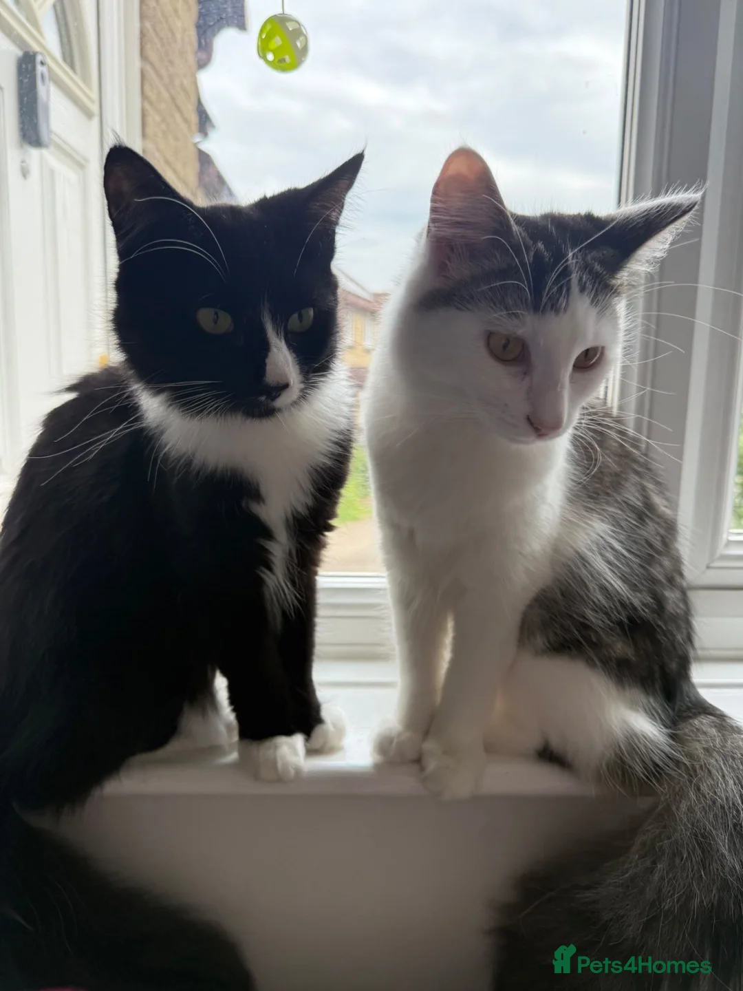Mixed Breed cats for sale: Ginny looks for rehome in Sturminster Newton - Advert 6