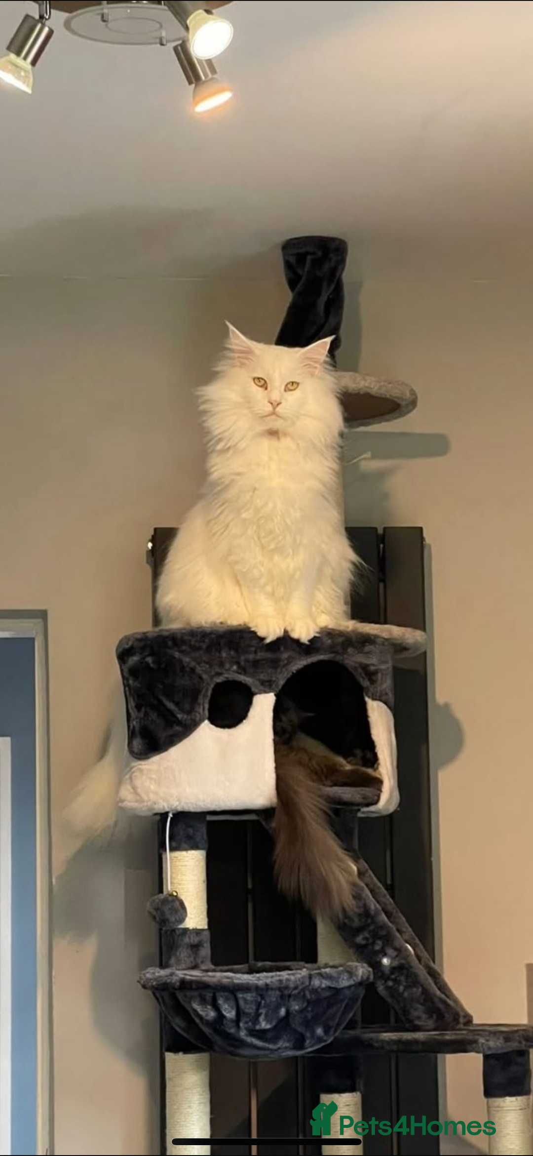 Maine Coon cats for sale: Stunning Pure White Maine Coon Kitten - Advert 6