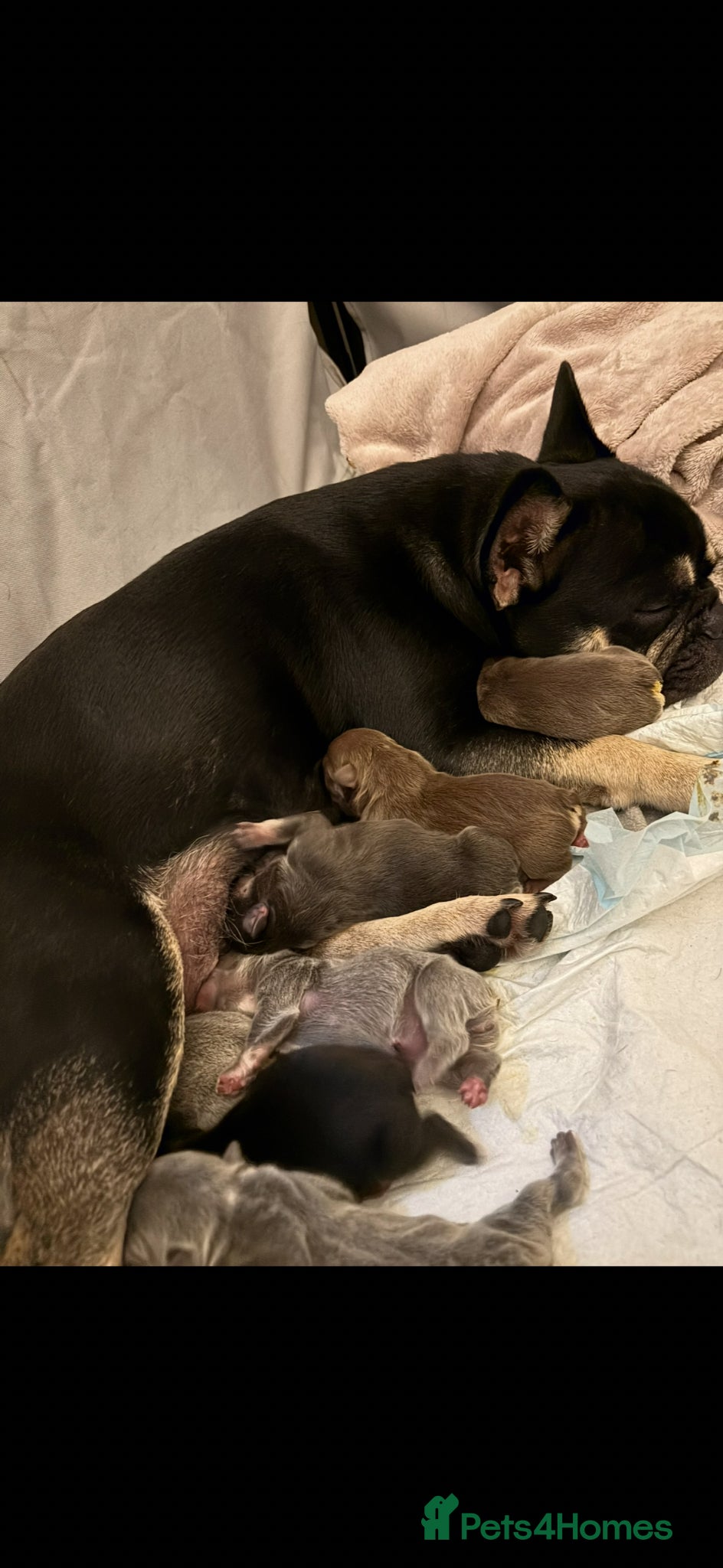 French Bulldog dogs for sale: Exceptional French Bulldog Puppies in Bristol - Advert 1