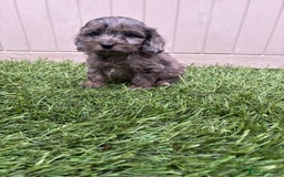 Cockapoo dogs for sale: Gorgeous cockapoo puppies - Image 21