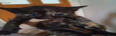 Mixed Breed 8