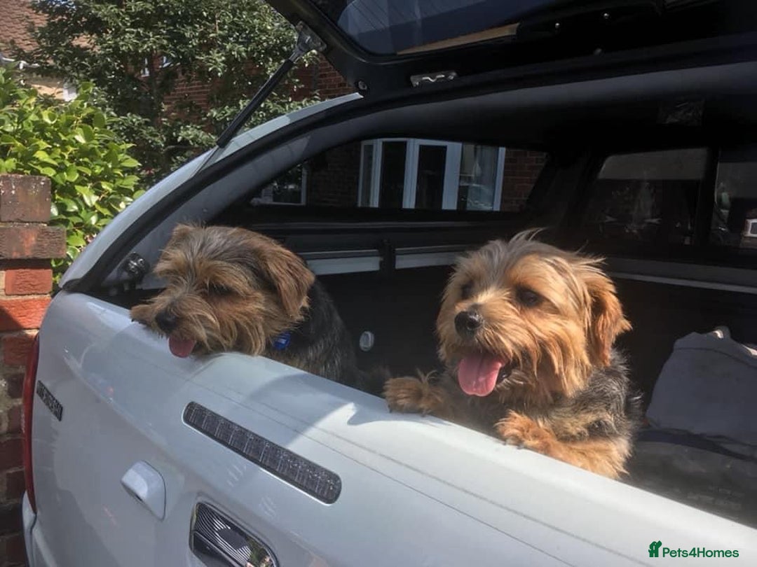 Norfolk Terrier dogs for sale: Silverlily £300 deduction on 1st years insurance! - Advert 15