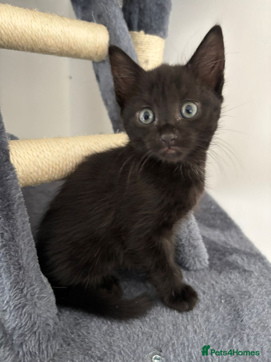 Bombay cats for sale: Last 2 remaining Kittens for sale  - Image 23