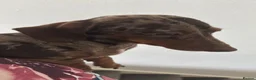 Miniature Dachshund dogs for sale: Miniature smooth haired dachshund  - Advert 6