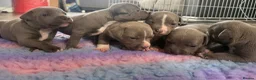 Staffordshire Bull Terrier dogs for sale: Staffordshire bull terrier puppies  in Kilmarnock - Advert 3