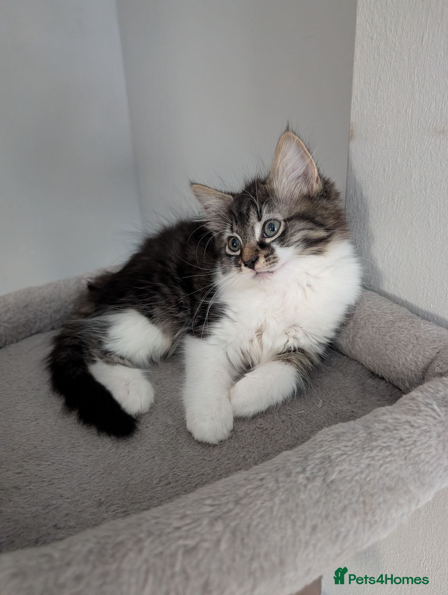 Maine Coon cats 🩵🩷last girl available 🩷🩵 - Advert 2