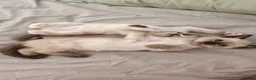 Siamese cats for sale: Sweet siamese girls -blue eyes  - Advert 9