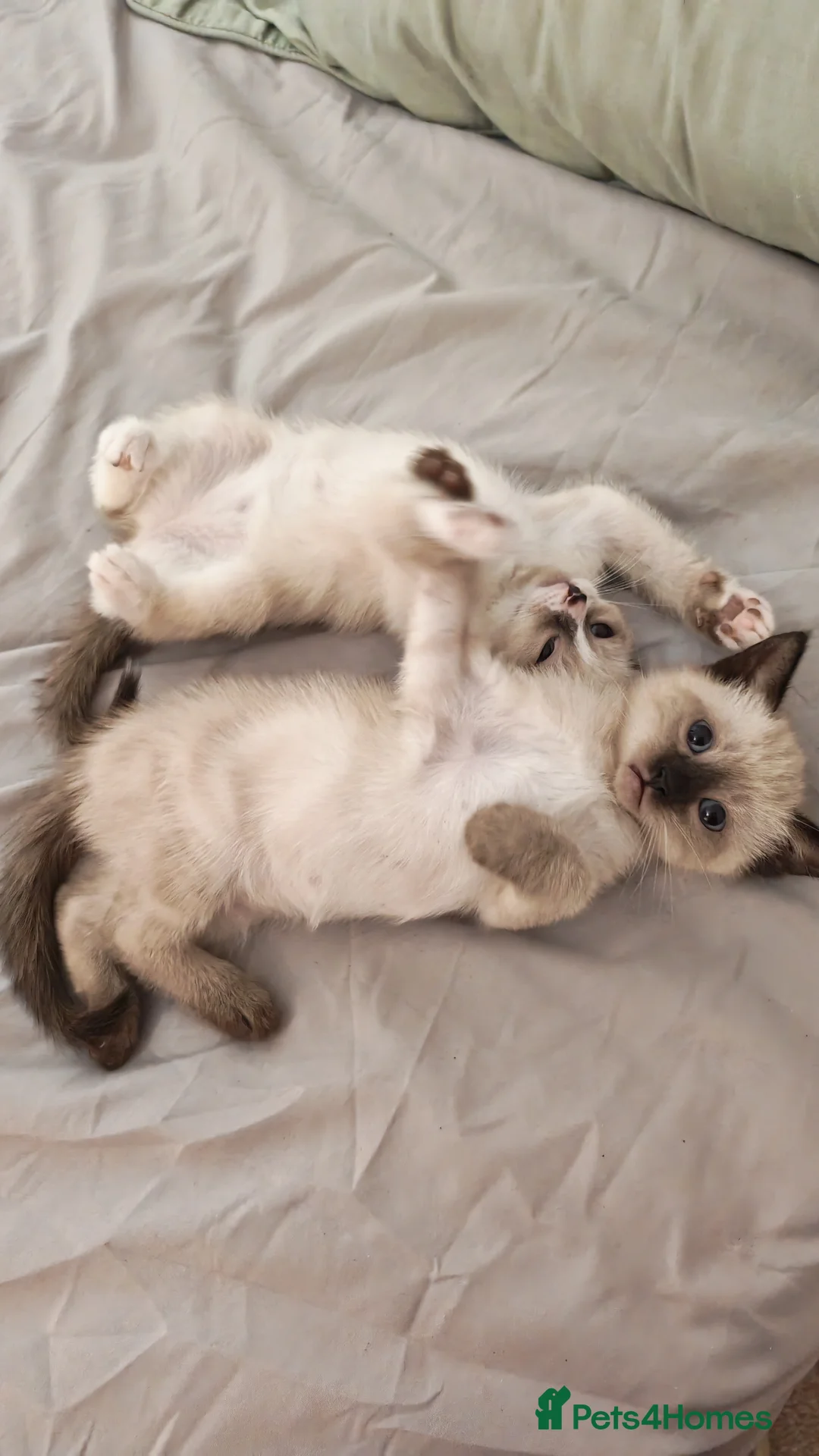 Siamese cats for sale: Sweet siamese girls -blue eyes  - Advert 9