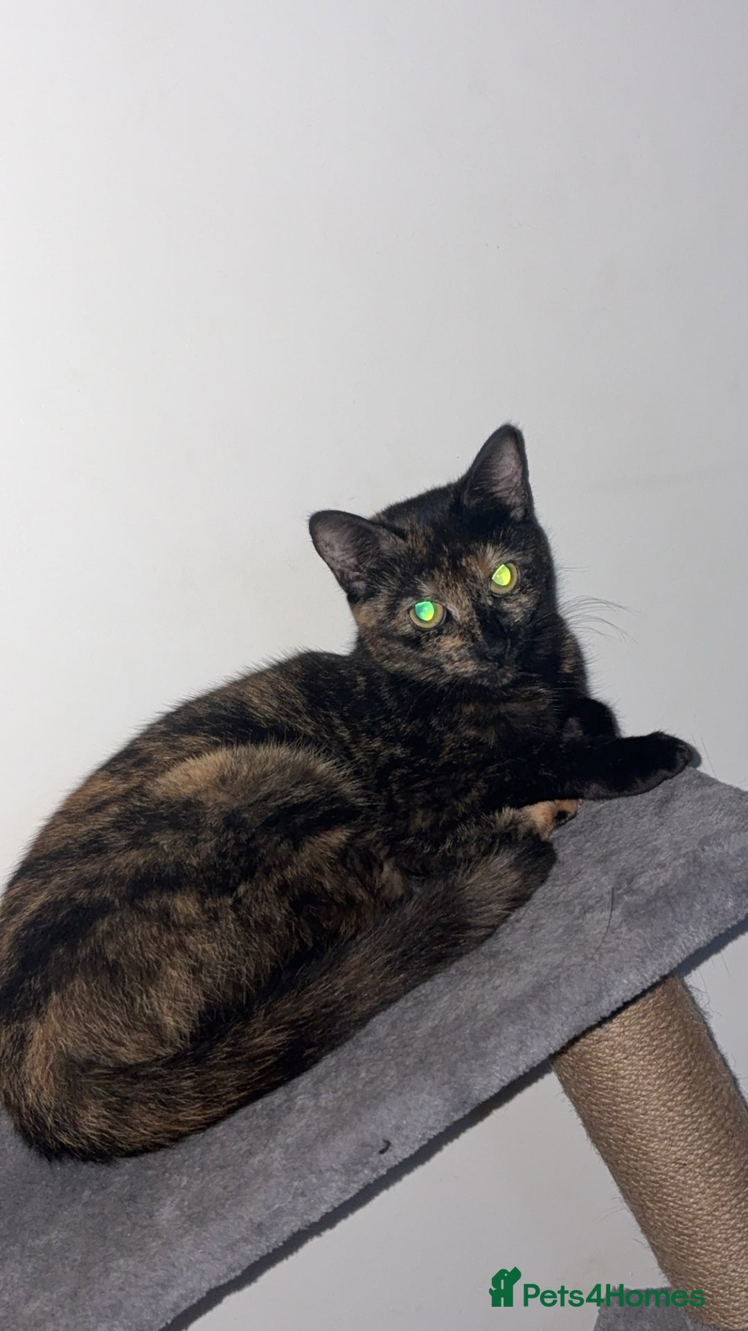 Mixed Breed cats for sale: 2 cats for sale  - Advert 2