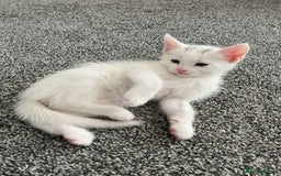 Mixed Breed cats for sale: Healthy & Playful Kittens - Image 14