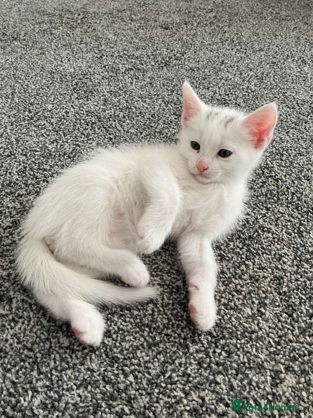Mixed Breed cats for sale: Healthy & Playful Kittens - Image 14