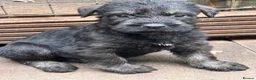 Giant Schnauzer dogs for sale: Very Rare pepper & salt giant schnauzer puppies in Derby - Advert 6
