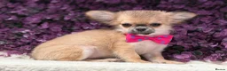 Chihuahua dogs for sale: Ready now Stunning long coat chihuahua’s  - Advert 16