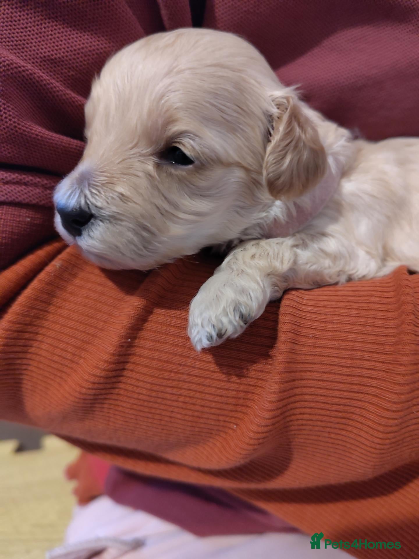 Cockapoo dogs F1B Cockapoo Puppies | KC Reg. Toy Poodle Dad - Advert 2