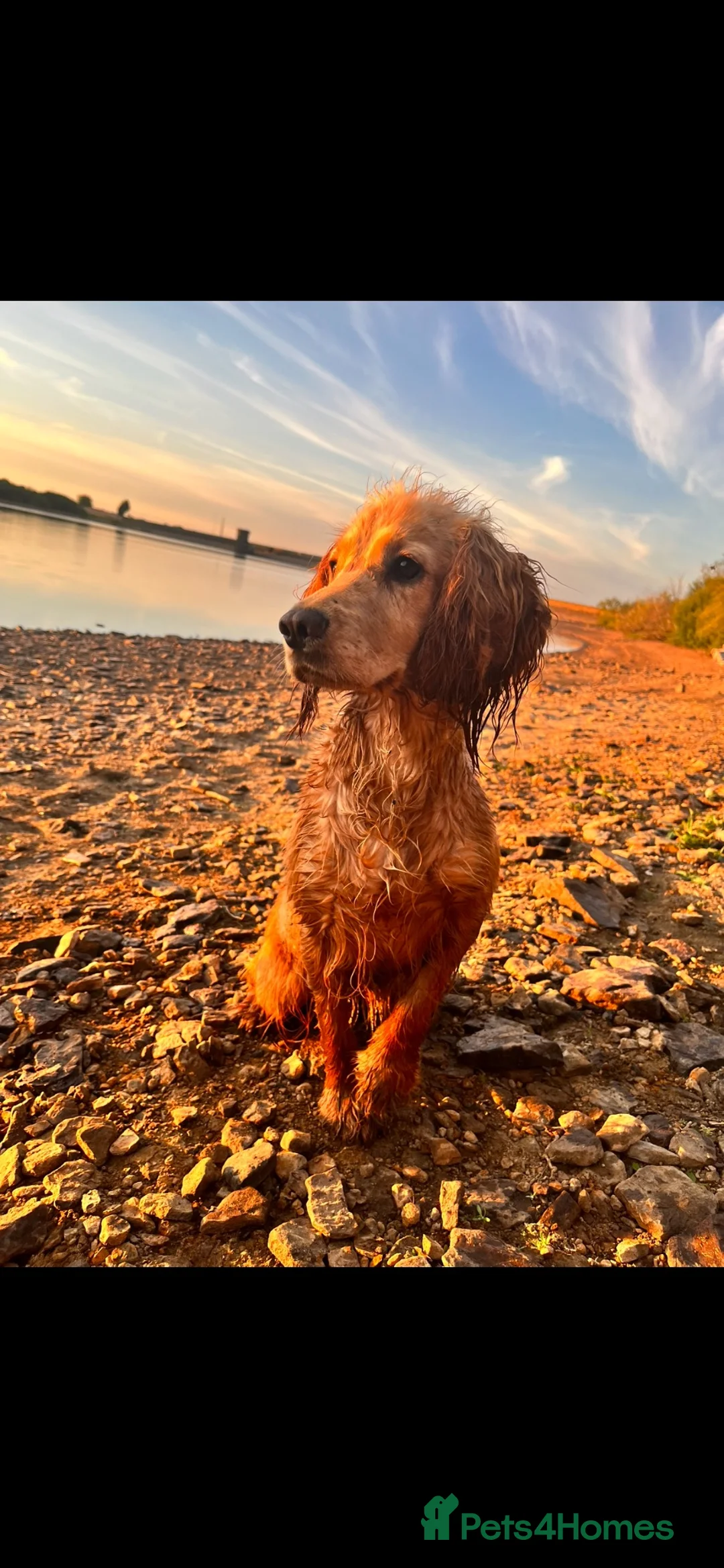 Cocker Spaniel dogs for sale: KC registered working cocker spaniels  in Doncaster - Advert 1
