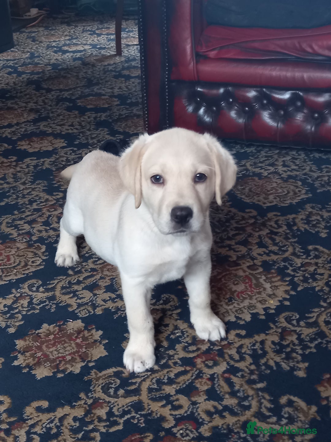 Labrador Retriever dogs for sale: Gorgeous female puppy Daisy May ready now. - Image 2
