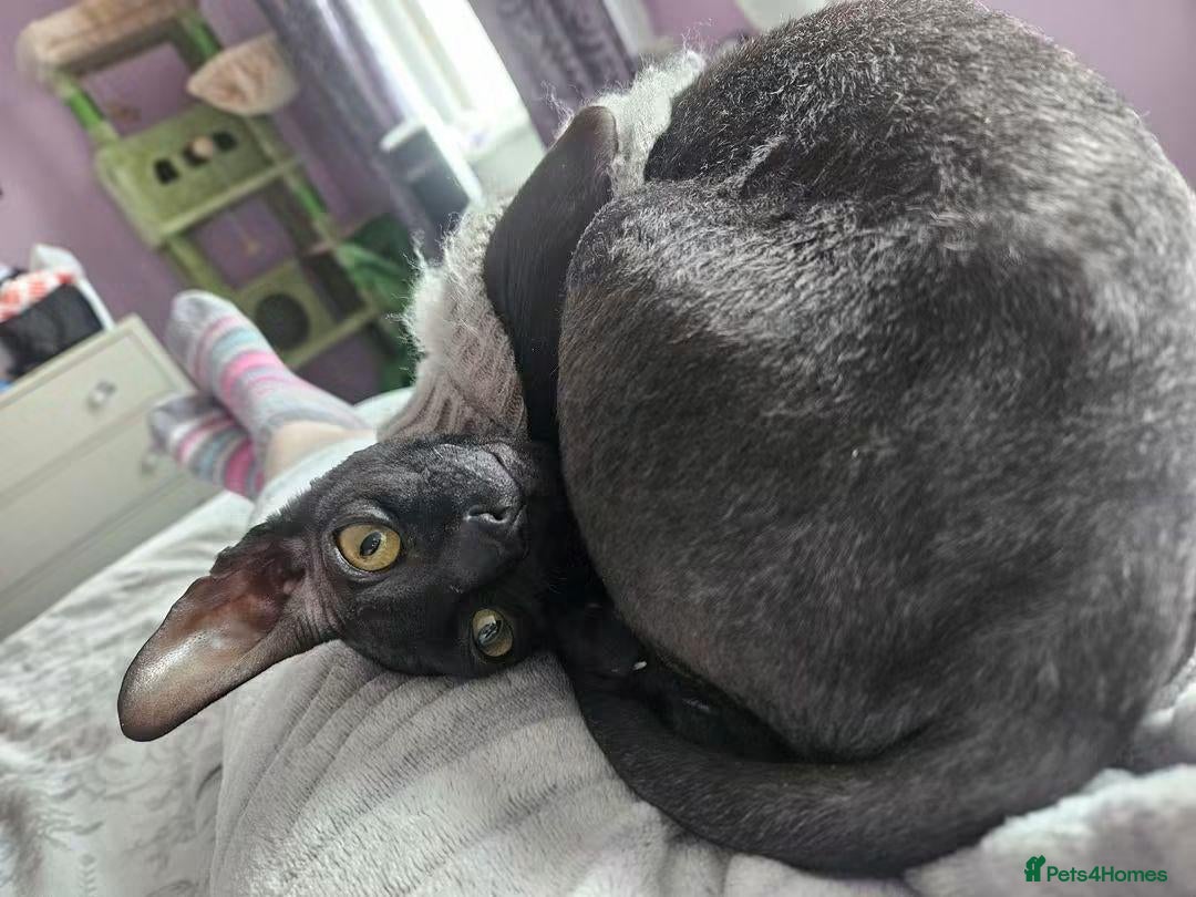Cornish Rex cats Male Cornish Rex - Advert 6