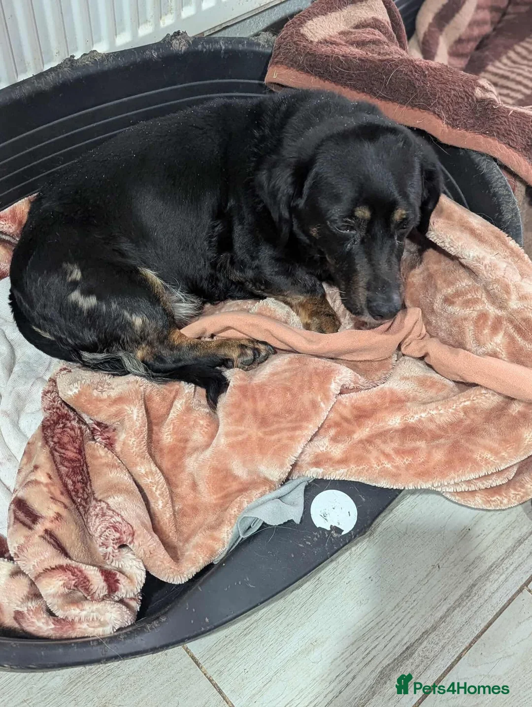 Mixed Breed dogs for adoption: Maya is looking for a home!  - Advert 6