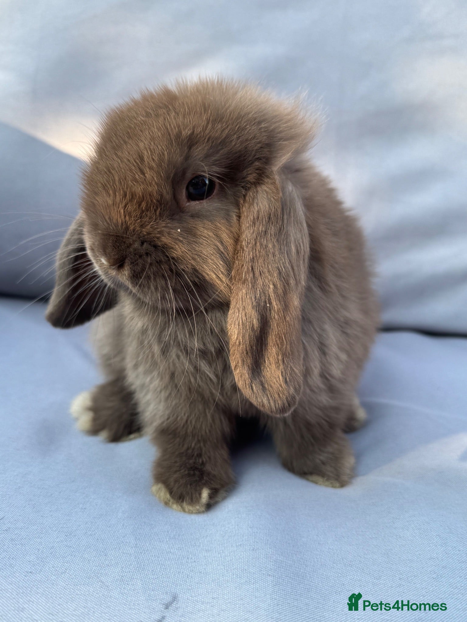 Mini Lop rabbits Chocolate Mini Lop Buck (READY TO LEAVE) - Advert 13