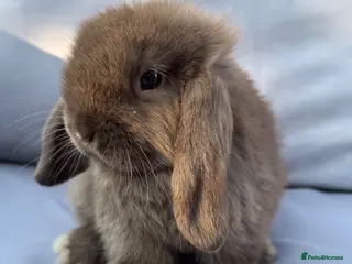 Mini Lop rabbits Chocolate Mini Lop Buck (READY TO LEAVE) - Advert 13