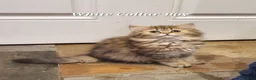 Persian cats for sale: 💖Beautiful Pedigree Chinchilla Persian Kittens.  - Advert 20
