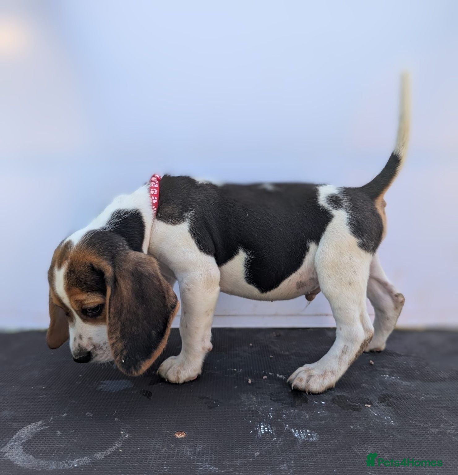 Beagle dogs READY NOW! Gorgeous beagle pups - Advert 13