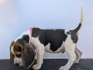 Beagle dogs READY NOW! Gorgeous beagle pups - Advert 1