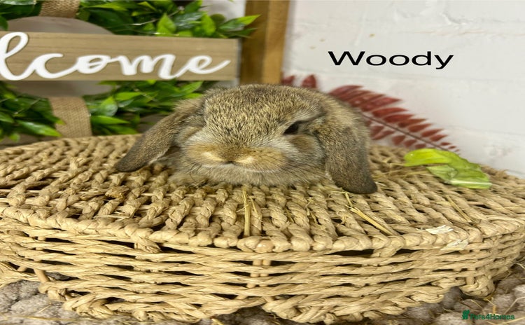 Mini Lop rabbits - Advert 2