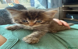 Ragdoll cats for sale: RARE RAGDOLL BABYS  - Image 16
