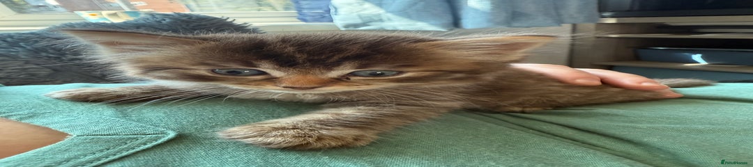 Ragdoll Kitten 2
