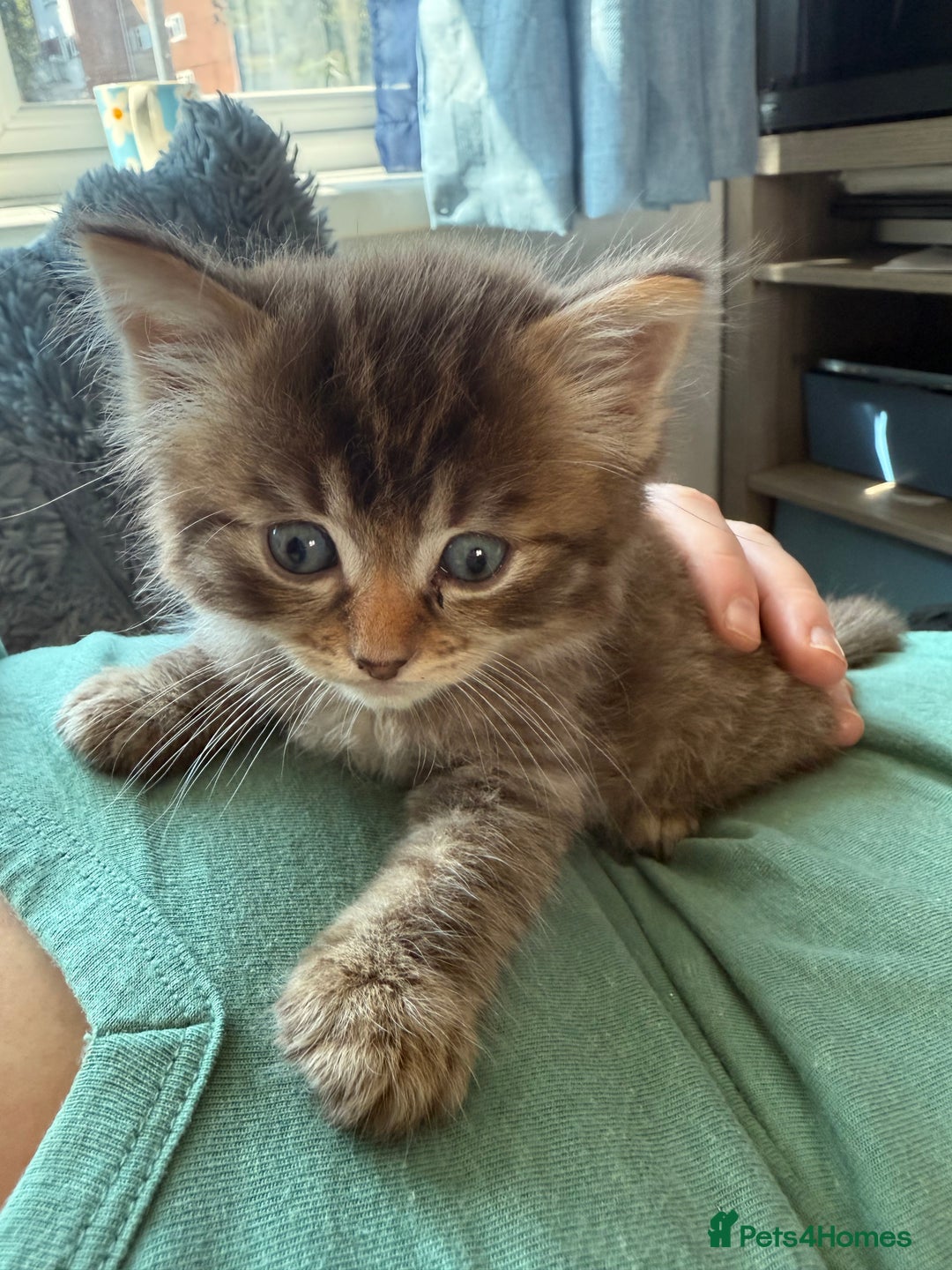 Ragdoll cats for sale: RARE RAGDOLL BABYS  - Image 16