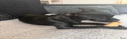 Mixed Breed dogs for sale: Frenchy cross staffy  - Advert 6