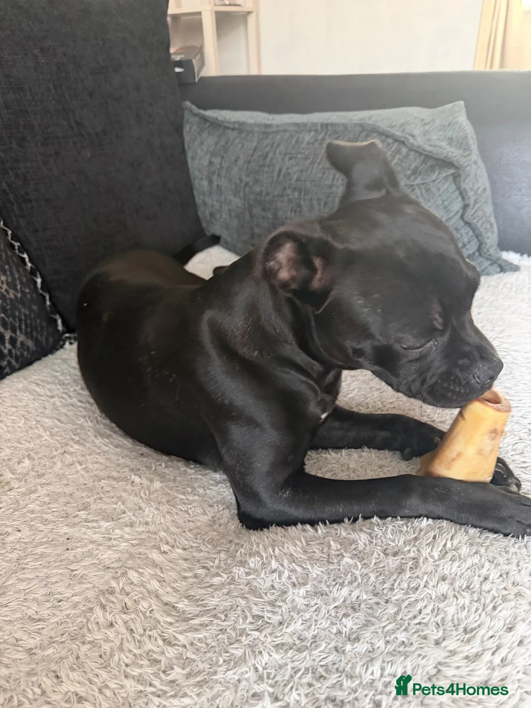 Mixed Breed dogs for sale: Frenchy cross staffy  - Advert 6