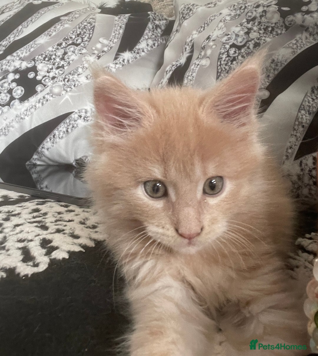 Maine Coon cats for sale: 💖 Maine Coon Kitten Boy Looking for a new home  - Image 1