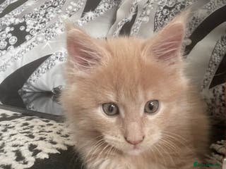 Maine Coon cats 💖 Maine Coon Kitten Boy Looking for a new home - Advert 13