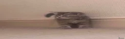 Scottish Fold cats for sale: Stunning Scottish Fold & Straight Kittens - Advert 7