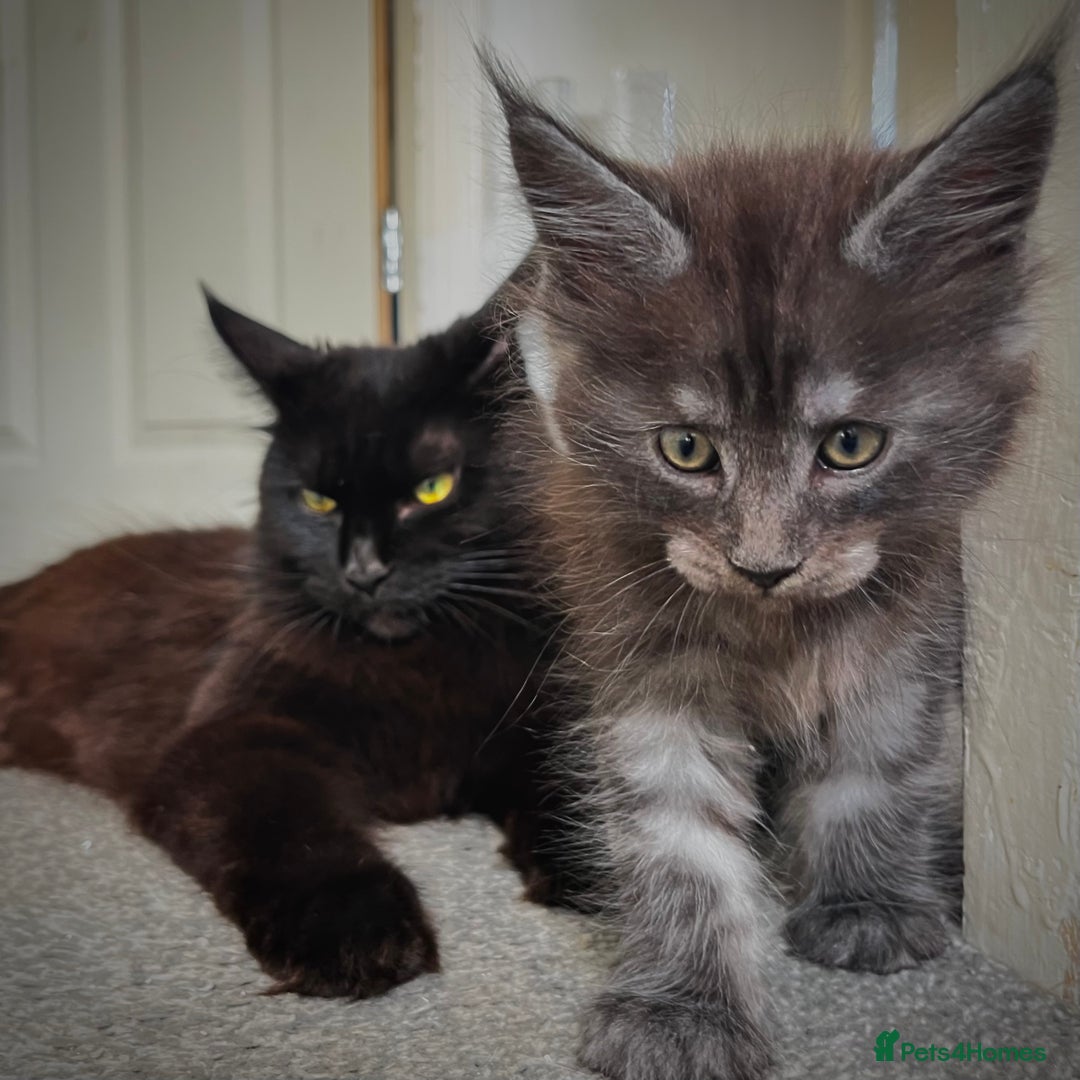Maine Coon cats for sale: Maine Coon Male- Silver Tabby Kitten  - Image 8