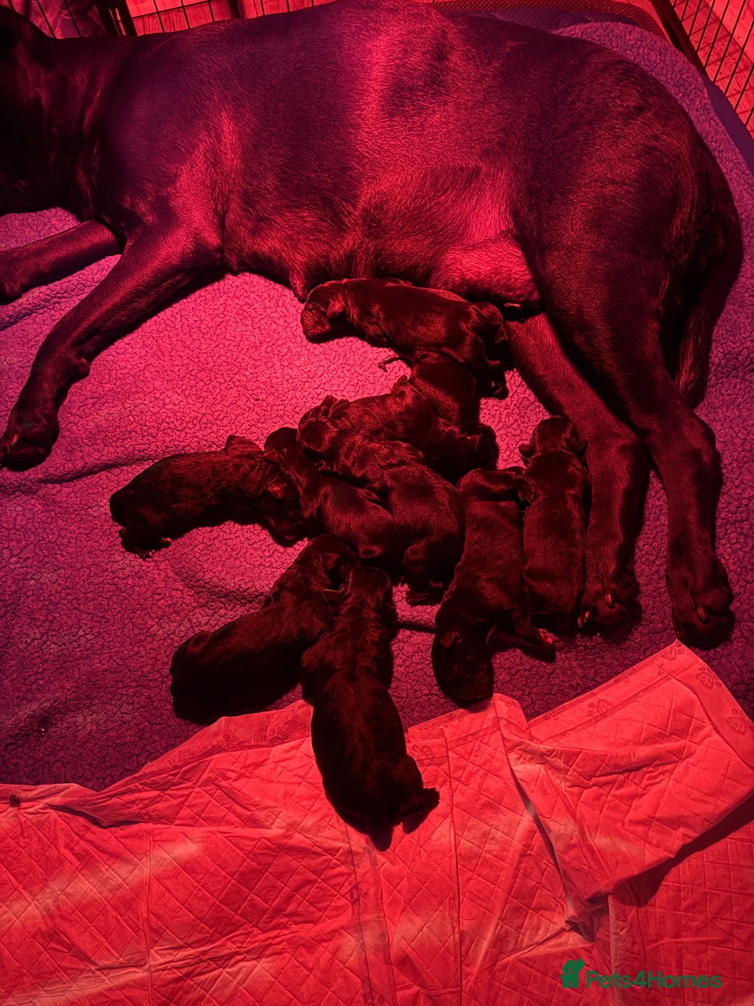 Cane Corso dogs for sale: CANE CORSO PUPS - Image 19